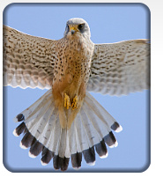 Kestrel in flight